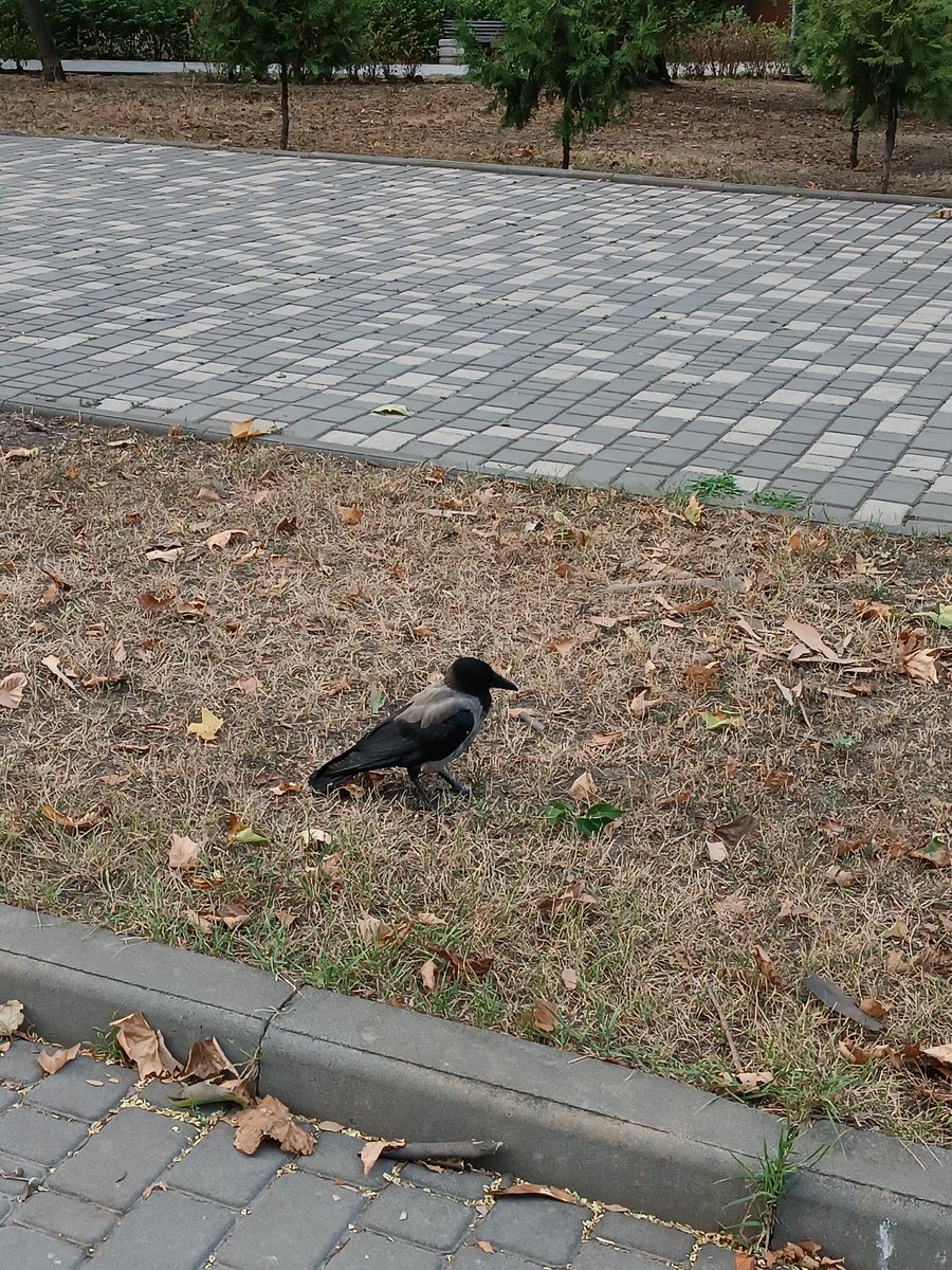 아지 ᴬᵖᵍᶦ tweet media