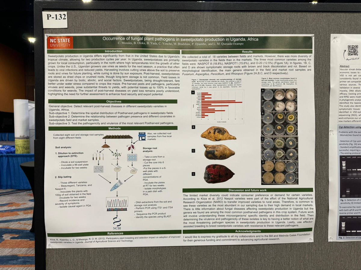 Carlos Morales (@carlomatrax) on Twitter photo Today is going to be my first time presenting a poster at APS Plant Health. Please come to my poster 132 today at 4:00pm to know about my work about sweetpotato postharvest diseases in the Uganda production system. <a href="/QuesadaLabNCSU/">NC State Veggie Pathology</a> Today is going to be my first time presenting a poster at APS Plant Health. Please come to my poster 132 today at 4:00pm to know about my work about sweetpotato postharvest diseases in the Uganda production system. <a href="/QuesadaLabNCSU/">NC State Veggie Pathology</a>