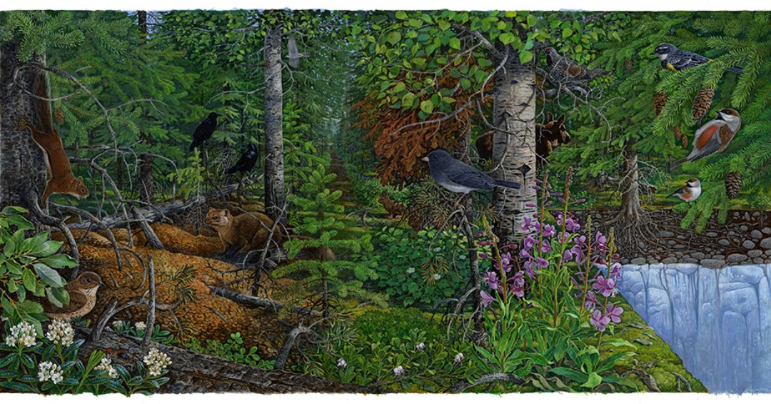 Did you know the boreal forest is the largest terrestrial biome in the world, circling the Earth's Northern Hemisphere like a jeweled crown. Learn more at: ow.ly/b9OW50Stmq3
Photo: NPS/Interpretive wayside showing forest trees, plants and animals.