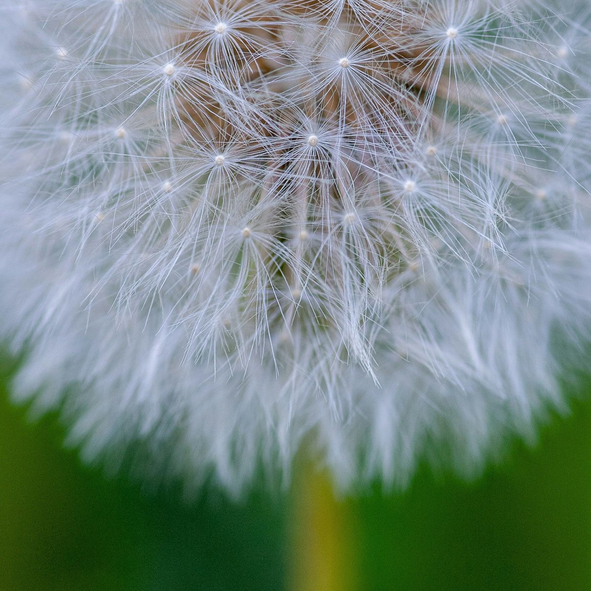 🌱Cultivated in good garden soil with balanced organic fertilizer, dandelions are nutritious &amp; surprisingly versatile. Sow short rows from early spring to late summer. Young leaves are delish on fresh salads, while mature leaves can sub in for spinach!

🔗westcoastseeds.com/products/dande…
