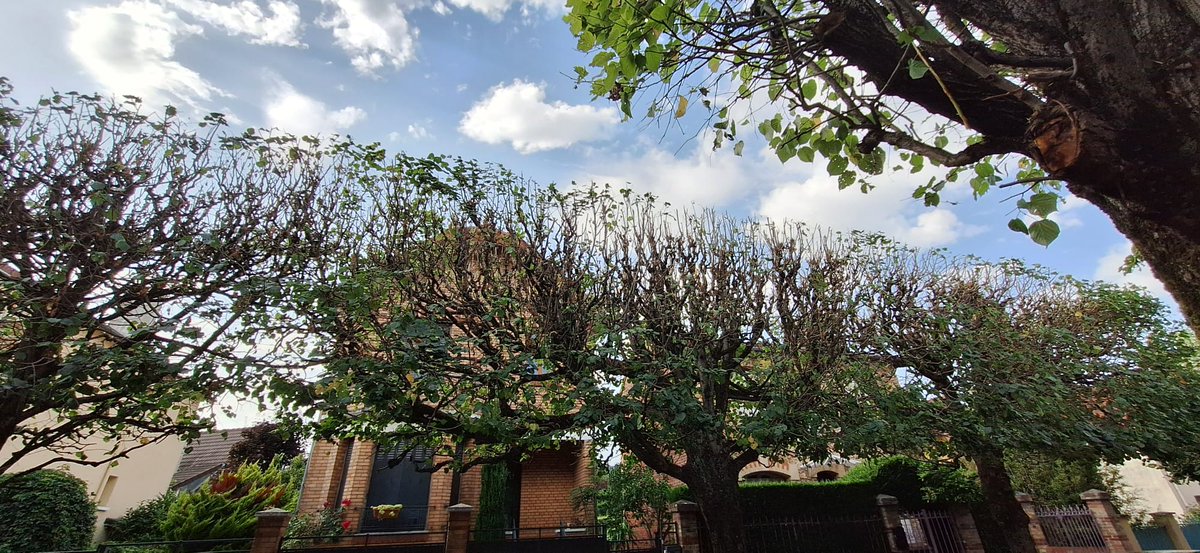 Ici à Ville d'Avray, élagage pratiqué ce 30 juillet par des élagueurs qui n'ont aucun souci de la préservation des arbres et de la nécessité de garder des ilôts de fraîcheur en plein été. 
Un travail sans aucun contrôle de <a href="/GPSO_SeineOuest/">Grand Paris Seine Ouest (GPSO)</a>
<a href="/VilledAvray92/">Commune de Ville-d'Avray</a> <a href="/VaisalaFlo/">Florence Girardeau</a>