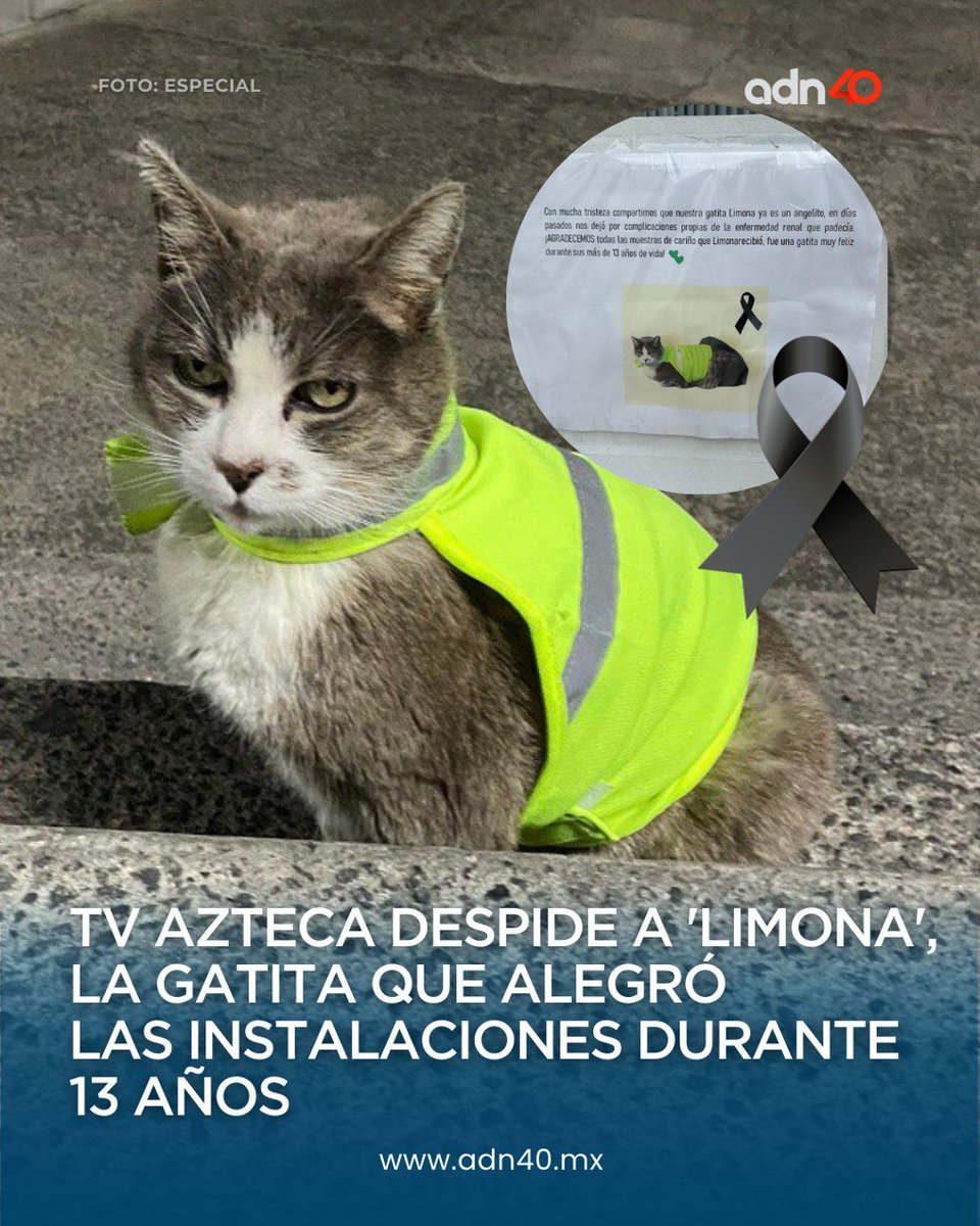adn Noticias tweet media