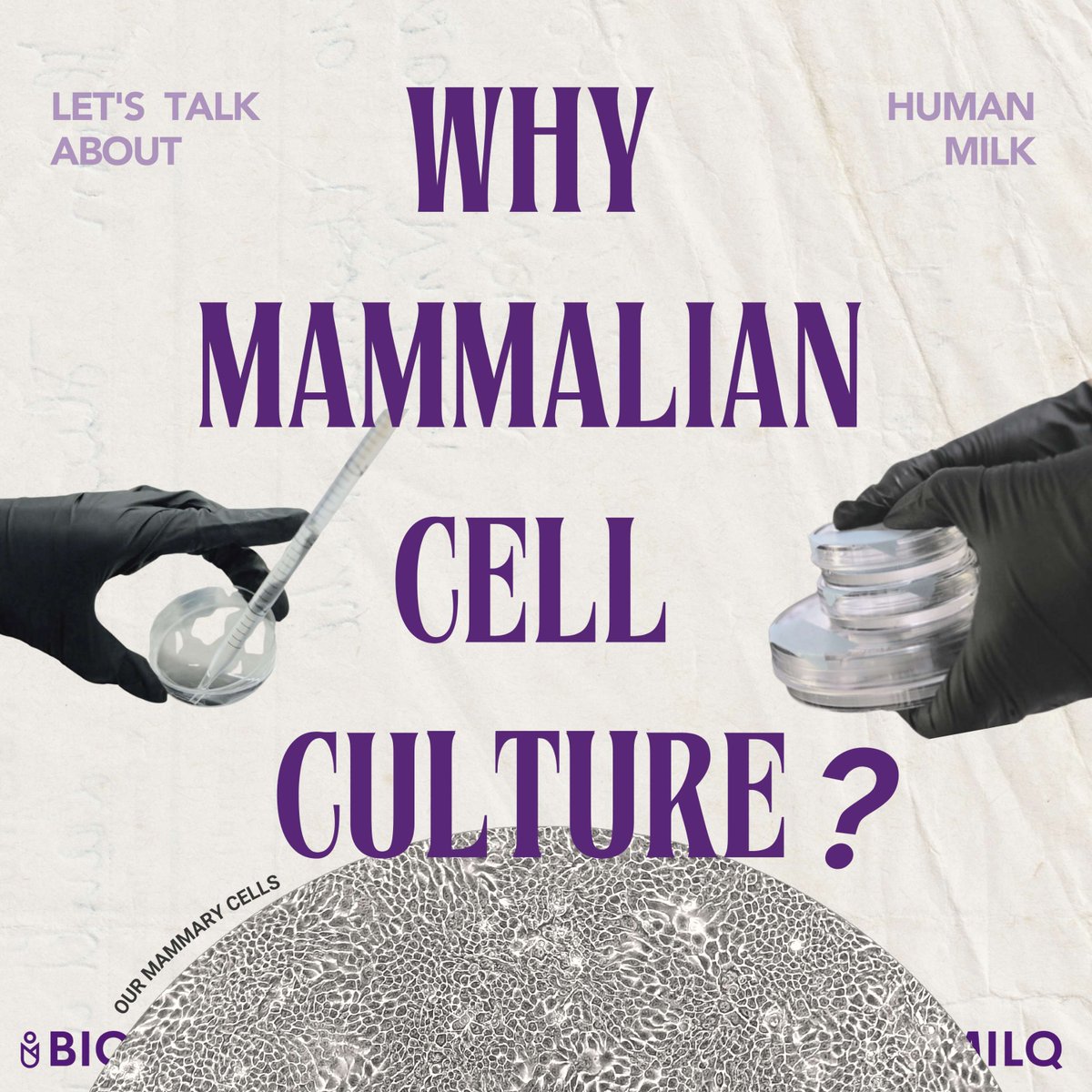 biomilq's tweet photo. 🤔Some of you may wonder why we use mammalian cell culture to produce human milk components.   

🙌Let’s dive into this topic in today’s "Let’s Talk About Human Milk! https://t.co/iElQlHdTba