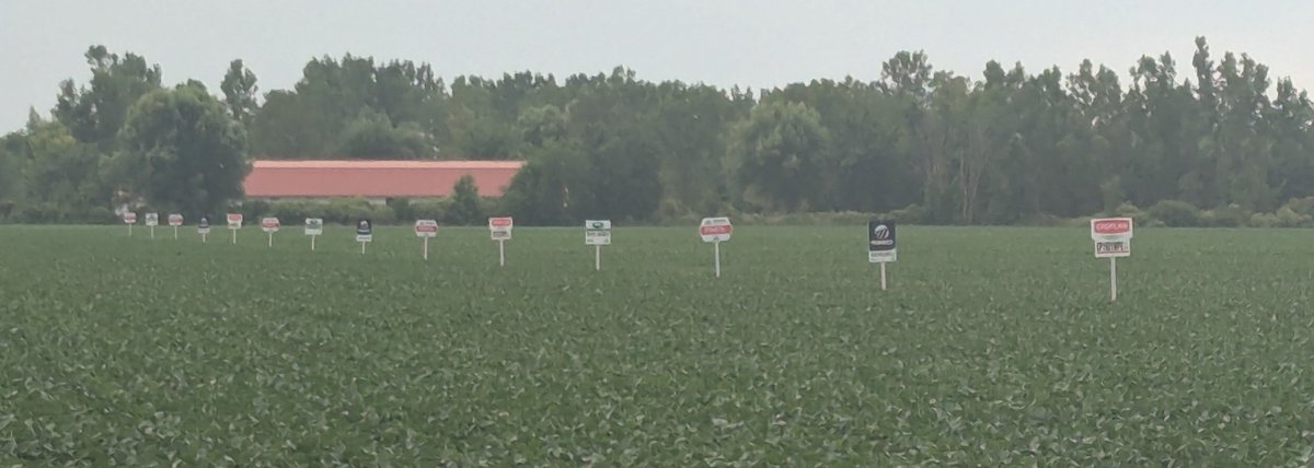 JennHowson's tweet image. Plots are looking great! @Maizex
@KaitlandVSpek @ChrisRoy00 @sprayman63 @NKSeedsCanada