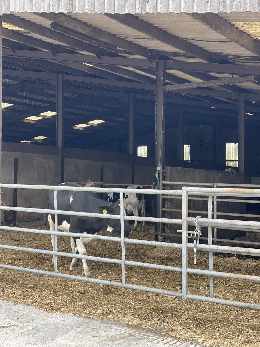 LifeAtStNon's tweet image. Today we had a visit from @CariadPet therapy in the morning 🦮❤️ and headed out to Newgale for an ice cream and to enjoy the sunshine in the afternoon  ☀️🍦