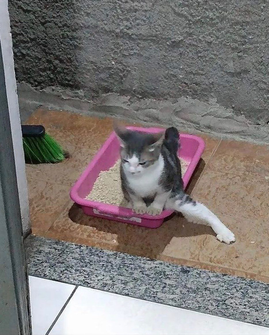 Posts Of Cats (@postsofcats) on Twitter photo 