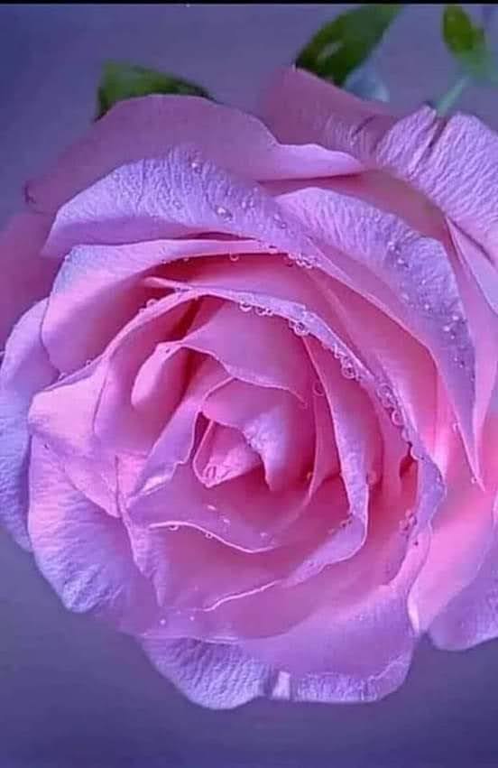 Zoya Zoya 🎀 tweet media