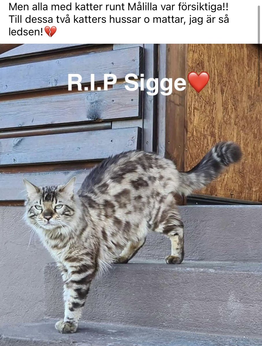 lilliedahlberg's tweet photo. ⚠️VARNING‼️ Ni som bor i #Målilla med omnejd, eller känner någon som gör det: #kattägare har fått sina #katter drogade, förgiftade, lagda på järnvägsspåret och överkörda av tåget. 

#Småland #katt #varning #semester #förgiftning #djurplågeri

Läs⤵️varna varandra och dela detta!🙏 https://t.co/YQ1D2xexKg