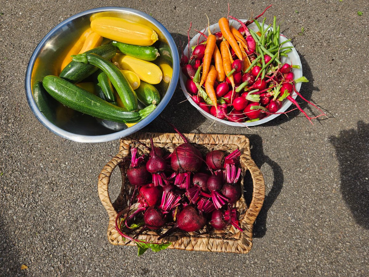 Before and after …….. look what was picked from our allotment today at Food and Fun! Radishes, carrots, beetroot and courgettes! <a href="/FoodandFunCdiff/">Cardiff Food and Fun</a> <a href="/foodandfunwales/">Food and Fun Wales</a>
