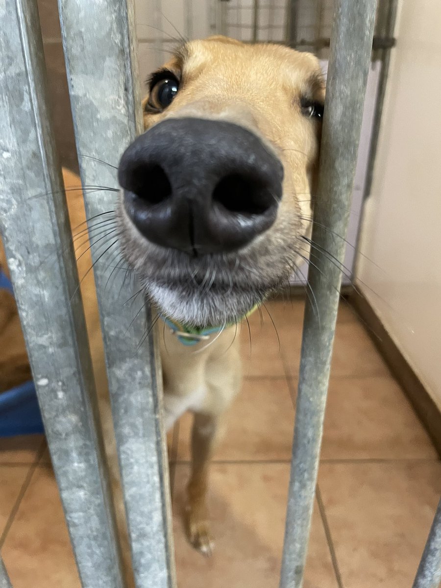Greyhound Rescue Fife tweet media