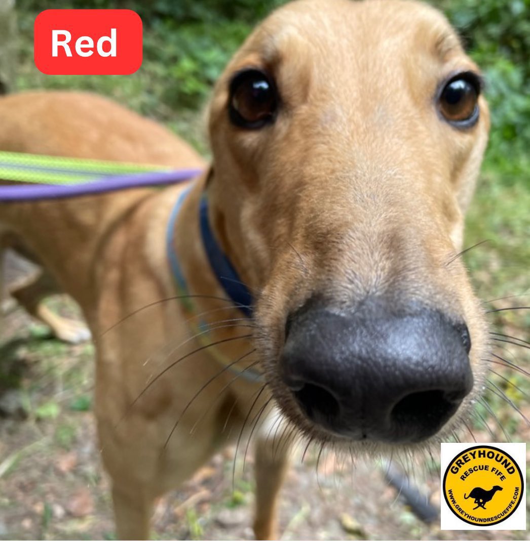 Greyhound Rescue Fife tweet media
