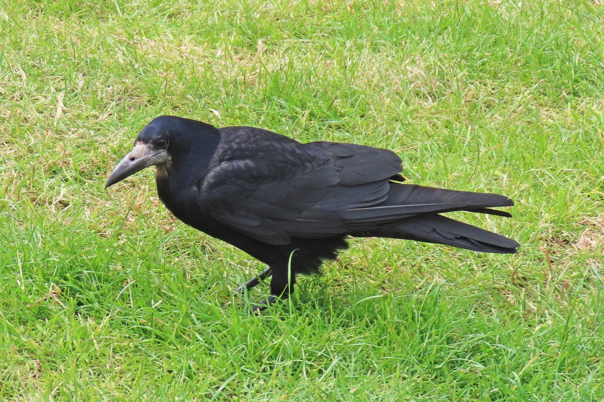 Vogels6's tweet photo. #BirdsSeenIn2024
#ROEK
Gezien 26-05-2024 aan de westkust van Ierland.
@vogelnieuws @waarneming @sovon @Britnatureguide @observado
#Corvus_frugilegus #Rook https://t.co/XWfIyQrFDy