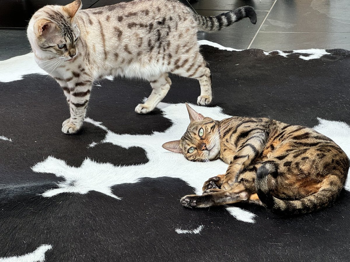 Its hot and Wilma is being dramatic! 🙀❤️😽😽 #teambengal #UKHeatwave #hot