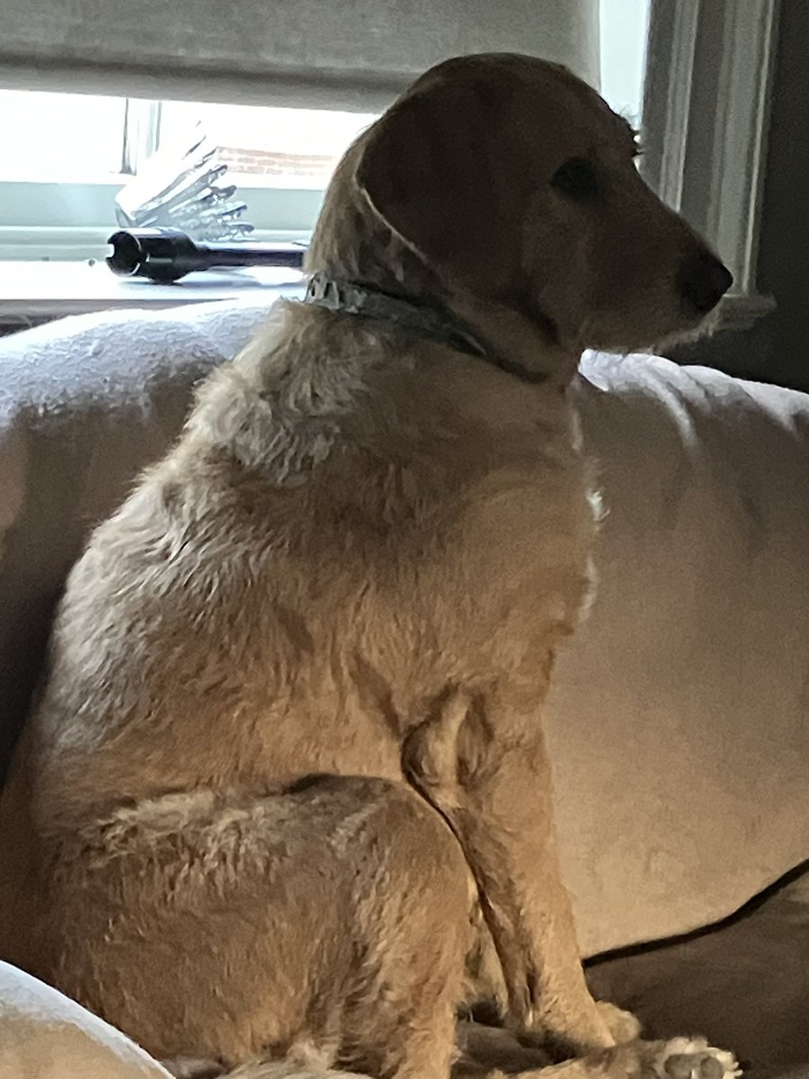 Aurora loves to watch TV with us in the evening but gets no say in what we watch. Who wants to watch Digby  the Biggest Dog in the World every night?