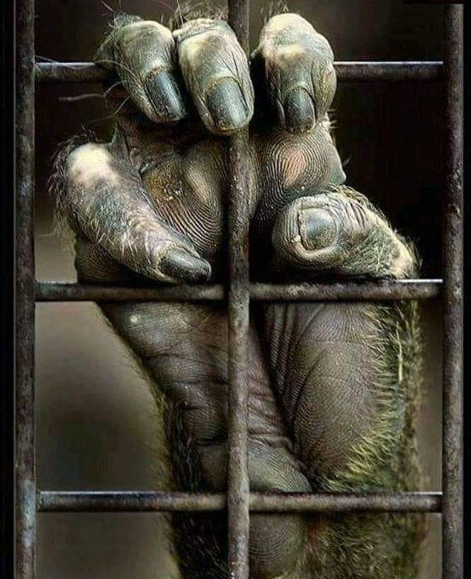 Adea Claude tweet media