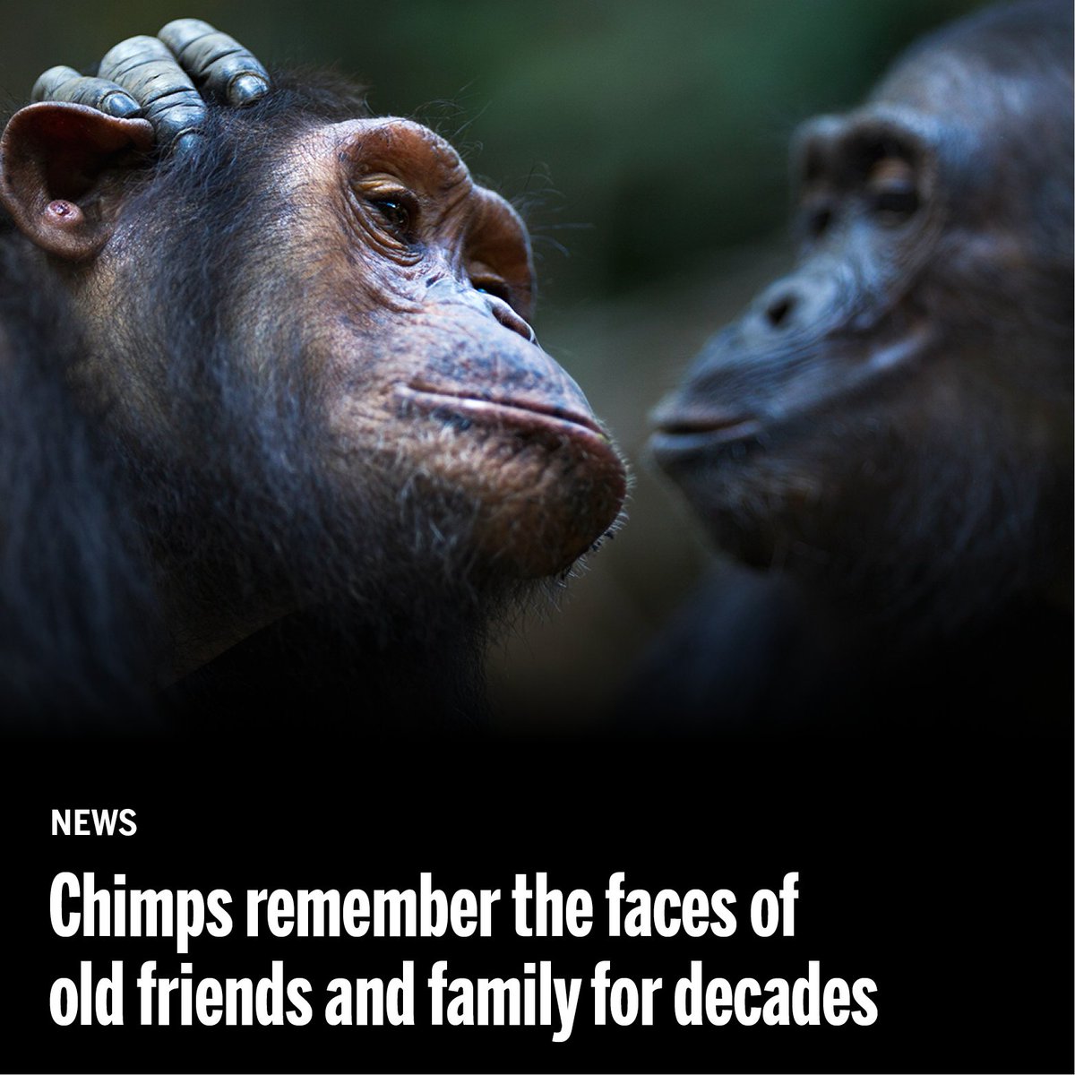 Science Magazine (@sciencemagazine) on Twitter photo Chimpanzees can remember the faces of friends and family for years, and sometimes even decades, according to research from last year.
Learn more on #InternationalDayOfFriendship: scim.ag/7R3 <a href="/NewsfromScience/">News from Science</a> Chimpanzees can remember the faces of friends and family for years, and sometimes even decades, according to research from last year.
Learn more on #InternationalDayOfFriendship: scim.ag/7R3 <a href="/NewsfromScience/">News from Science</a>