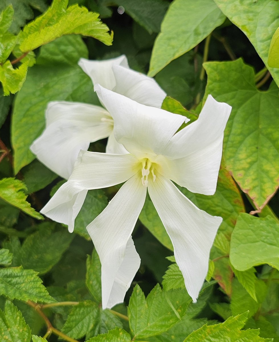 I love the unusual split corollas of these hedge bindweeds, Calystegia sepium, not often seen.
It's a pity they're so invasive as they're  incredibly ornamental.
I remember trying to introduce bindweed to my parents' garden when I was young, luckily it didn't establish!