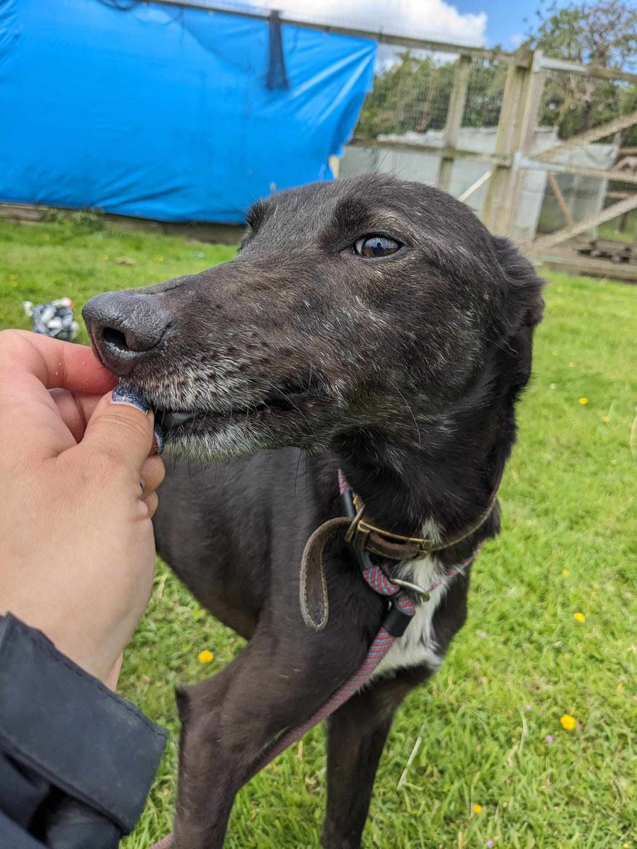 Lurcher SOS 🐾🐾 tweet media