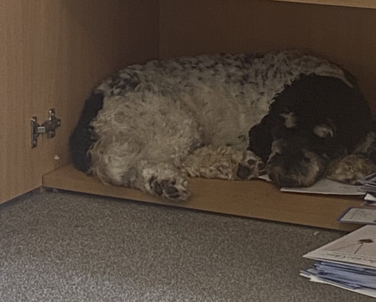 Alberts new hiding place, in the bottom of a cupboard where it’s nice and cool!