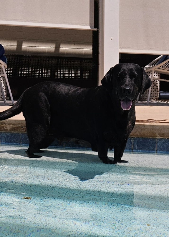 wclrr's tweet photo. Meet Daphne! She's a delightful five-year-old Black Labrador Retriever with beautiful amber eyes and a shiny black coat. Daphne hit a bit of a rough patch when she was found wandering the streets with a large lipoma on her shoulder. https://t.co/R2eOkRDZxc