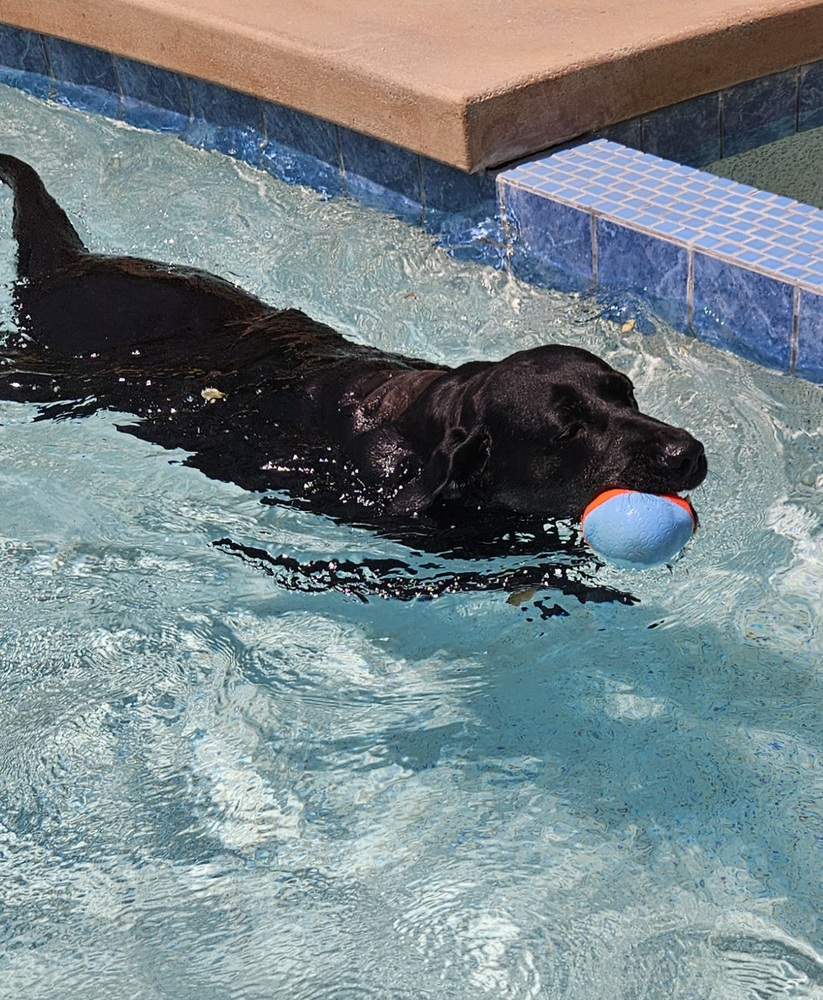 Meet Daphne! She's a delightful five-year-old Black Labrador Retriever with beautiful amber eyes and a shiny black coat. Daphne hit a bit of a rough patch when she was found wandering the streets with a large lipoma on her shoulder.