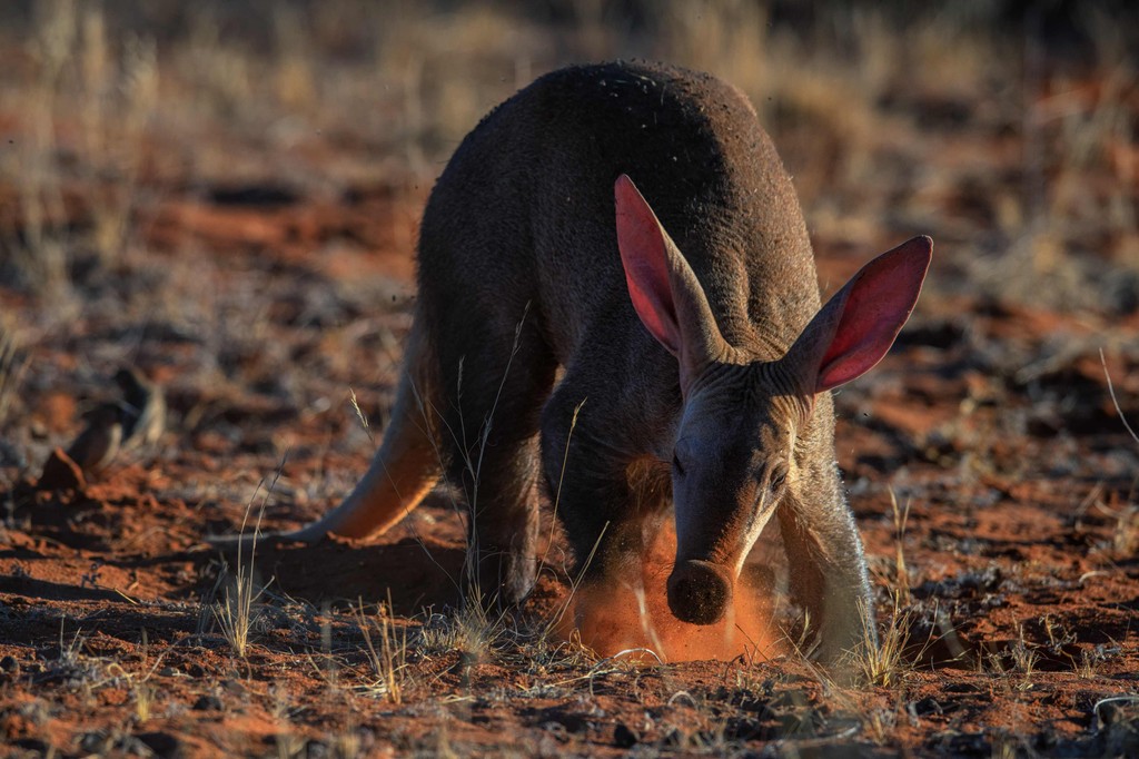 Tswalu is the best #privategamereserve in #SouthAfrica for exclusive sightings of seven #elusivespecies. Which animals are we talking about? Find out in our latest story: l8r.it/hNtl⁠ #Tswalu #PrivateVehicleSafari #PrivateLuxurySafari
