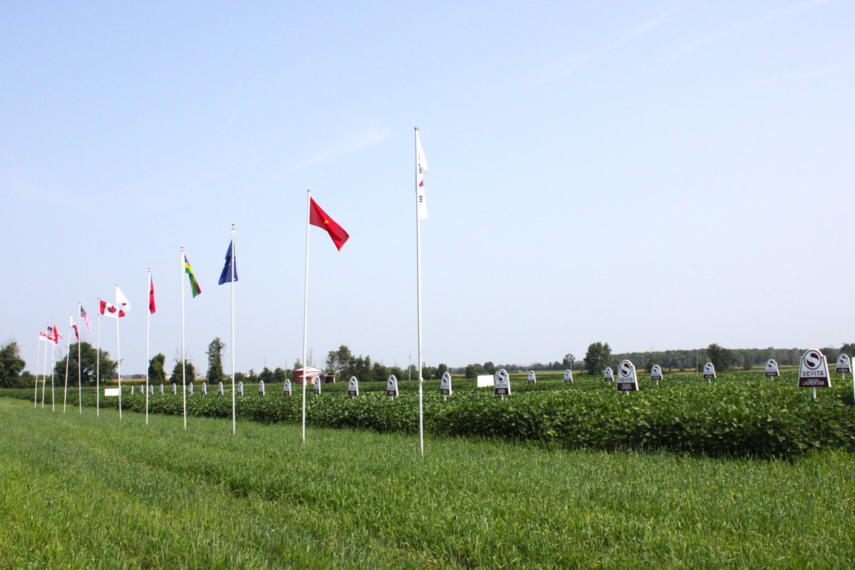 Sevita_Int's tweet image. Flags are flying in our plots near Woodstock and Inkerman. 🚩These flags represent a few of the countries our beans are exported to internationally to be made into food products!
Set up a tour with your local rep: sevita.com/our-team
#International #Plot24 #Woodstock…