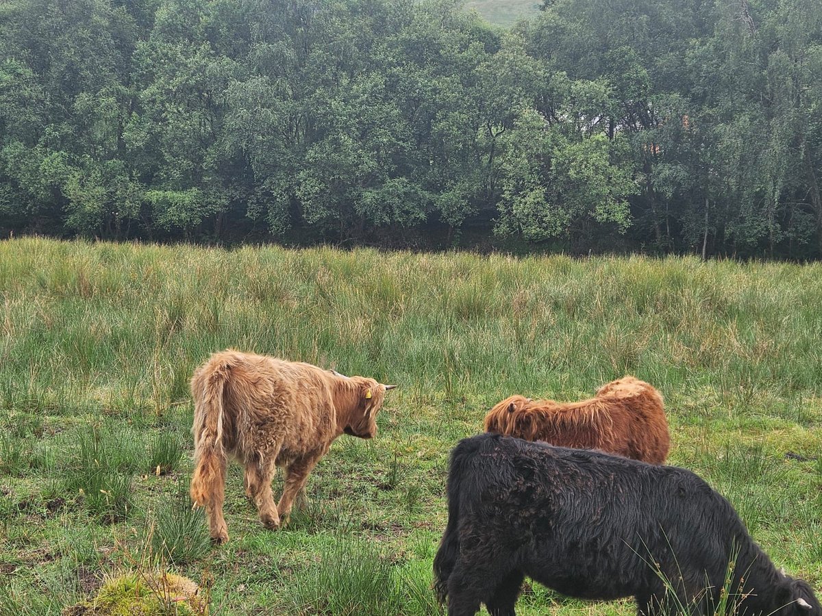 BootsOnAdventu1's tweet photo. 🌄 West Highland Way Day 4: Beinglas Farm to Tyndrum! 🌄

Kaz had an epic day trekking this beautiful 12-mile stretch filled with stunning landscapes, wildlife, and historical pathways.

Fun Facts:
Tyndrum is the gateway to the Highlands, split into Upper and Lower parts.
🏞️🌟 https://t.co/nP38qPPRdC