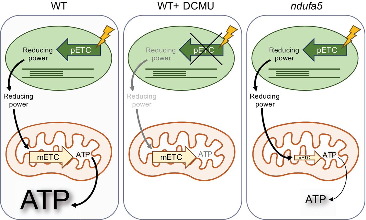 New Phytologist (@newphyt) on Twitter photo Respiration is essential for ATP supply in plant cells
📖 ow.ly/Wrxm50SMaQ4
by Vera-Vives et al.
<a href="/TMorosinotto/">Tomas Morosinotto</a> <a href="/PUnipd/">Plant Lab Unipd</a> <a href="/UniPadova/">Università di Padova</a> <a href="/DiBio_UniPD/">Department of Biology – University of Padova</a> <a href="/mateutoni/">Antoni Mateu Vera</a> <a href="/ShunlingTan/">SHUNLING TAN</a> <a href="/schwarzland_lab/">Plant Energy Biology Lab</a> <a href="/Ale_Alboresi/">Alessandro Alboresi</a> Respiration is essential for ATP supply in plant cells
📖 ow.ly/Wrxm50SMaQ4
by Vera-Vives et al.
<a href="/TMorosinotto/">Tomas Morosinotto</a> <a href="/PUnipd/">Plant Lab Unipd</a> <a href="/UniPadova/">Università di Padova</a> <a href="/DiBio_UniPD/">Department of Biology – University of Padova</a> <a href="/mateutoni/">Antoni Mateu Vera</a> <a href="/ShunlingTan/">SHUNLING TAN</a> <a href="/schwarzland_lab/">Plant Energy Biology Lab</a> <a href="/Ale_Alboresi/">Alessandro Alboresi</a>