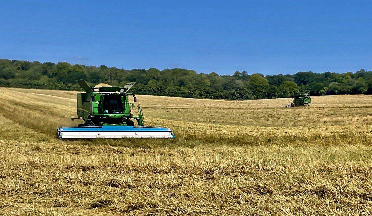 Last of a 115 ha field of ⁦<a href="/wearegerminal/">Germinal</a>⁩ AberGain Tetraploid Ryegrass succumbing to the ⁦<a href="/ShelbourneReyno/">Shelbourne Reynolds</a>⁩ stripper headers in deepest #Hampshire Still the biggest variety in the UK and Ireland. Weather perfect. Hopefully mown and baled up before it breaks. 🤞