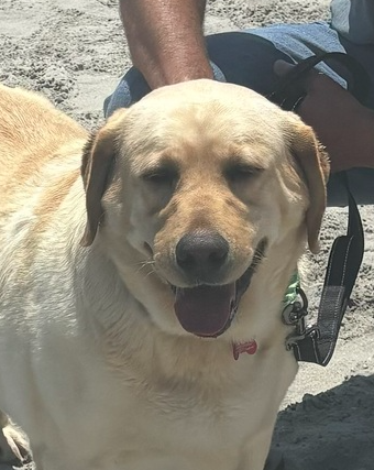wclrr's tweet photo. Meet Cinder! She is a large, wide-eyed, beautiful 4-year-old Labrador Retriever. She is a typical English Blocky Labrador with pretty dark eyes and a squishy face. She is overweight but carries it well. https://t.co/lylP9t3YtO