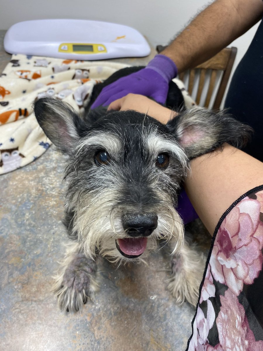 ItsCoolVic's tweet photo. Earlier today our family said goodbye to our most loyal and loving friend: our dog of 14+ years, Migo. We will always love you and remember you, buddy! Thank you for everything. You truly are a man’s best friend. I love you ❤️ https://t.co/8ZMjzk7FZP