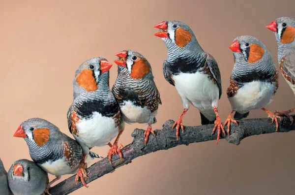 Last set of Bird of a Feather sessions scheduled for Wednesday. See the schedule at buff.ly/3yhakOf #BCCE2024 bcce.divched.org/boaf