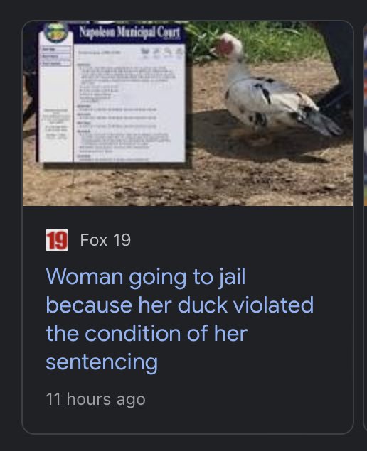 Ducks Out of Context (@duckscontext) on Twitter photo 