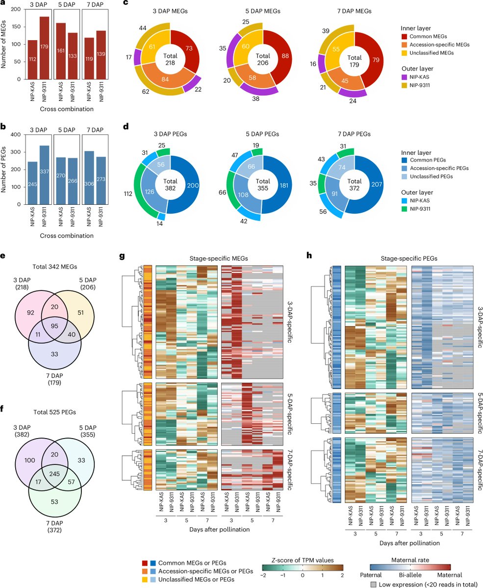 New Article: "Multilayered epigenetic control of persistent and stage-specific imprinted genes in rice endosperm" rdcu.be/dPvM4