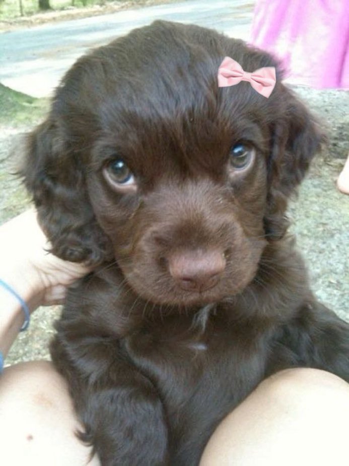 animals wearing bows tweet media