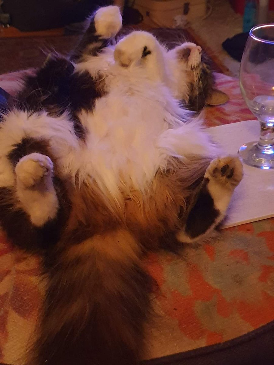 kitty_tuesday's tweet photo. @PickliciousF Step aside! https://t.co/J2aDpwxsFP