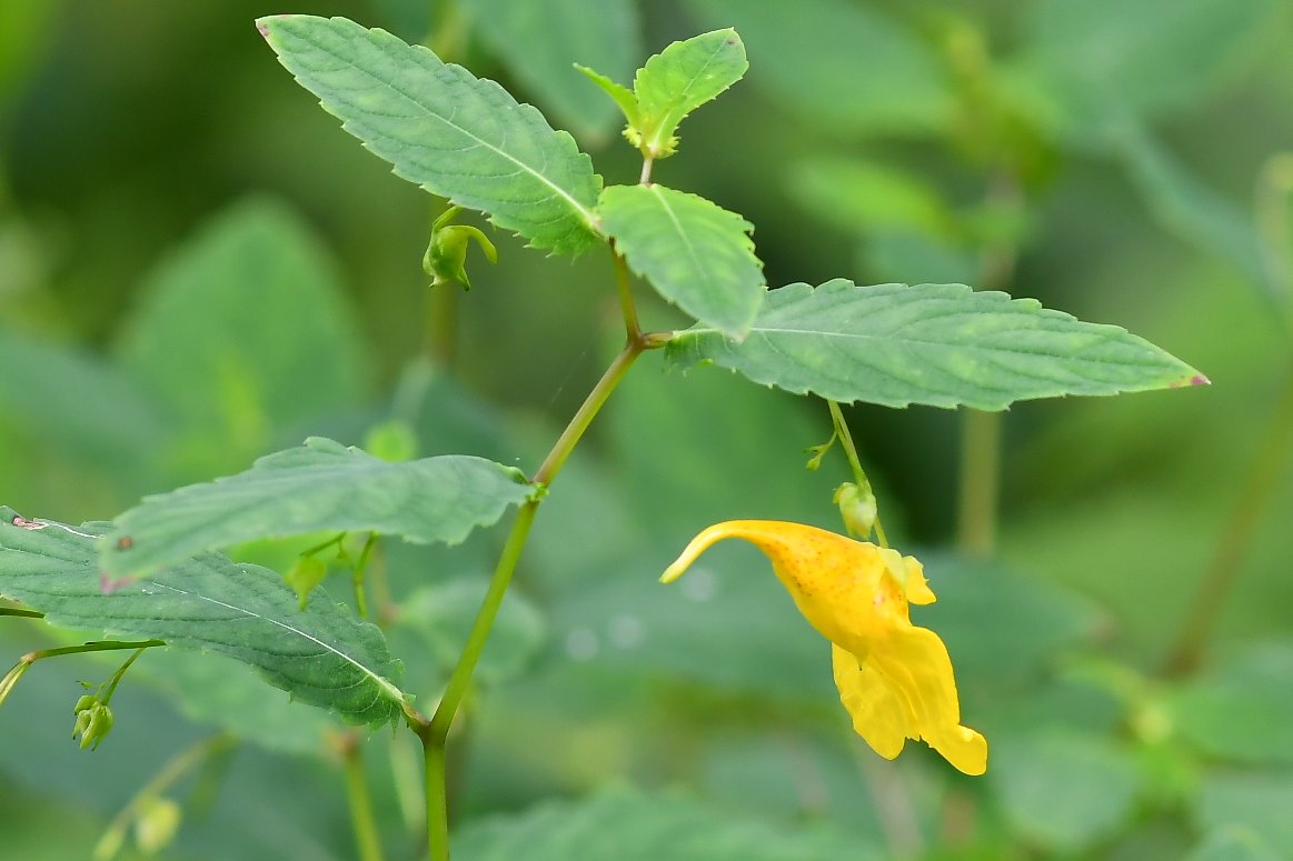 おはようございます🐿
今日も曇りの朝、17℃で肌寒いです
町道脇、いろいろな植物が実や花で目を楽しませてくれます　＃エゾニワトコ　＃キバナツリブネソウ