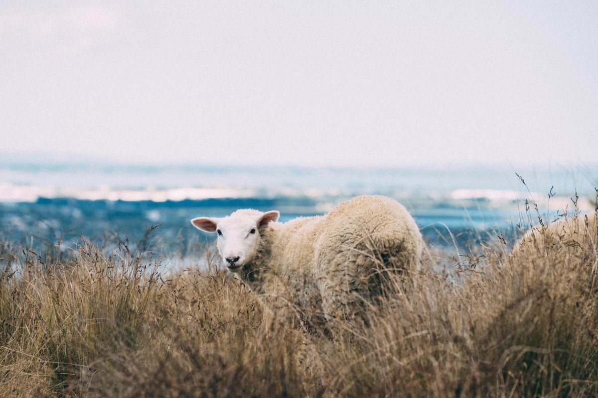 ＼ニュージーランドでワーホリ生活🇳🇿／
1年間、現地での仕事と車での旅を繰り返していた、のすけさん(<a href="/ikaton5/">のすけ</a>)🚙

一年を過ごして気付いた、ニュージーランドの魅力って？🤔

▼#voicy で聞いてみました📻
voicy.jp/channel/1041/1…