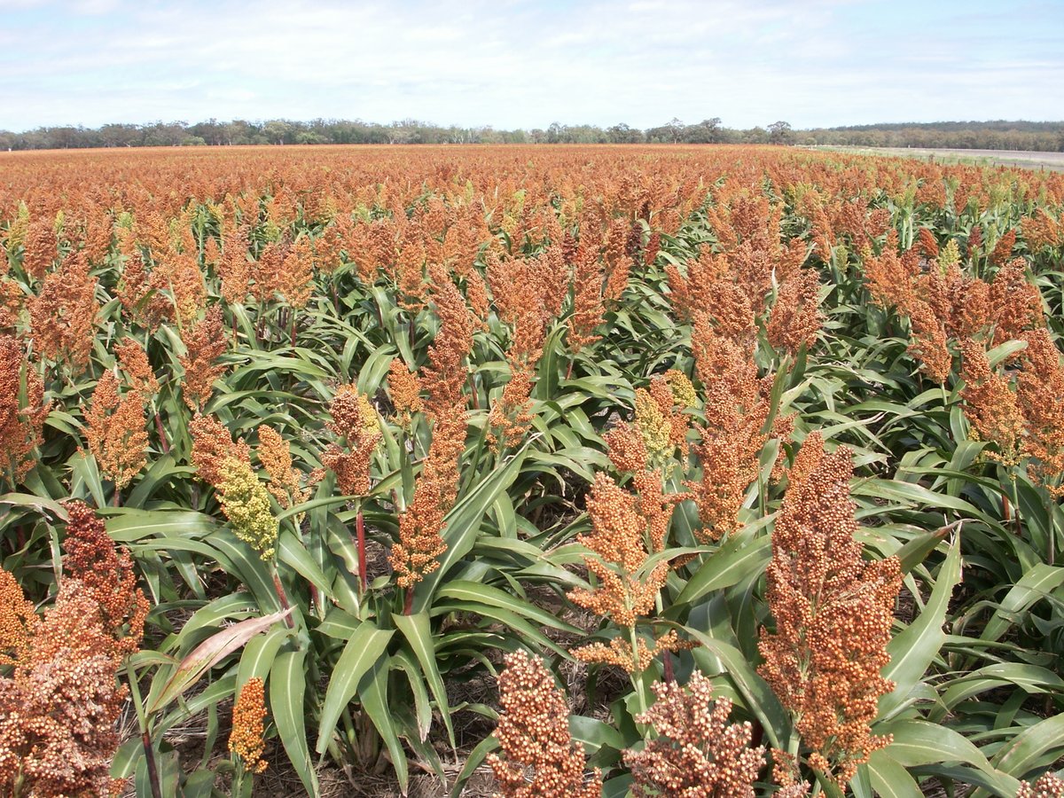 GRDC North tweet media