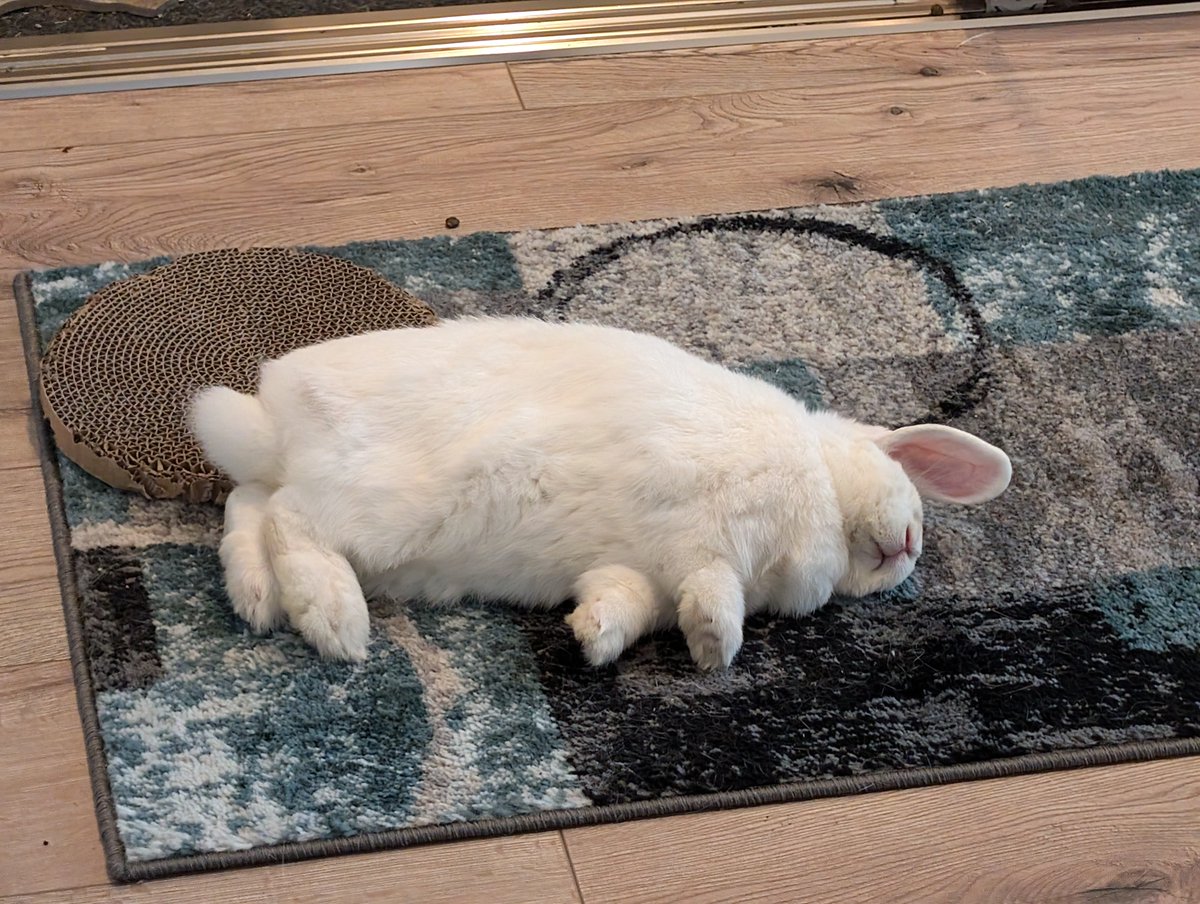 foxvanallen's tweet photo. By the way, did you all know I'm a bunny dad now? Meet Blip and Plip, the rabbits we adopted. Blip is the boy with the perky ears and Plip is our lop-eared girl🐰 https://t.co/zhqT8BDBP6
