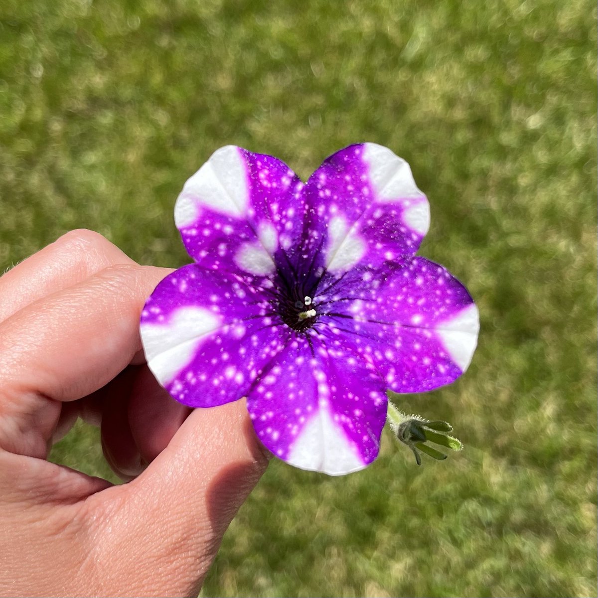 EveryoneCanMath's tweet image. Beauty and math in flowers all summer long!

🌸 Count the petals.
🌸 Count the white spots. 
🌸 What patterns do you see? Describe them.
🌸 Can you draw a line of symmetry? Where?

#mathiseverywhere #lookformath