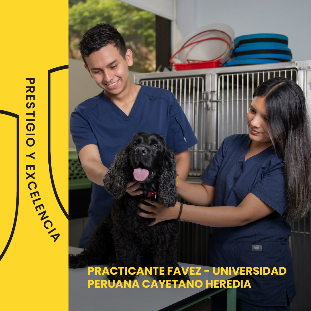 favez_upch's tweet photo. GRAN OPORTUNIDAD 📣

Sigue avanzando en tu carrera profesional y sé parte de esta gran experiencia en la Facultad de Medicina Veterinaria y Zootecnia de la Universidad Peruana Cayetano Heredia. 🧑‍🔬

Y tú. ¿Estás listo para ir al siguiente nivel? 🚀 https://t.co/pfVHxzkBEY