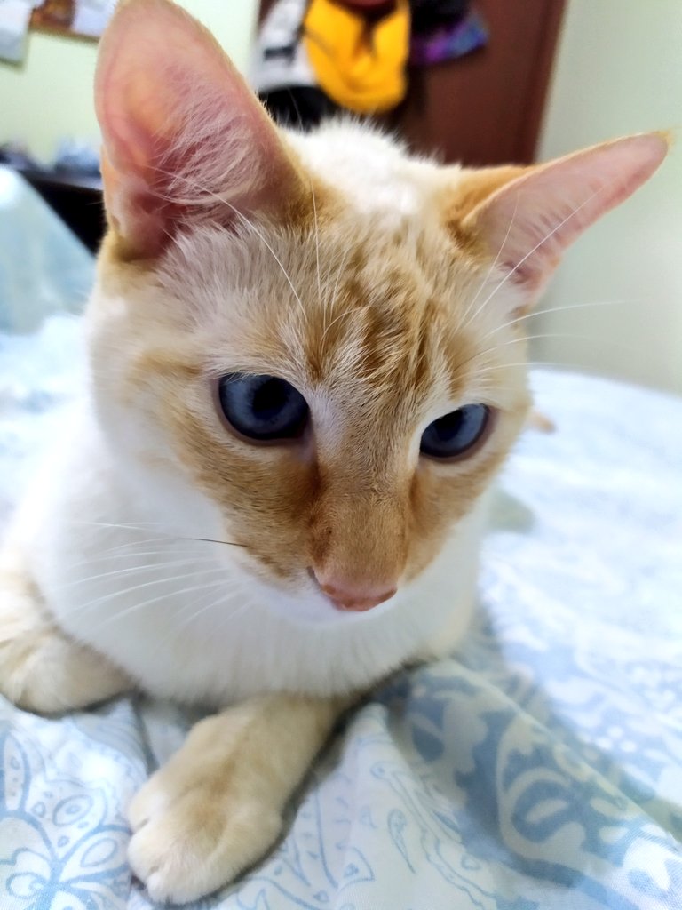 _flordocerrado's tweet photo. Yo tengo el enfermero/compañero/nené/Príncipe Encantador/ más hermoso del Universo.

#BorisNelson 😻❤️ https://t.co/Cb1X8efw8O