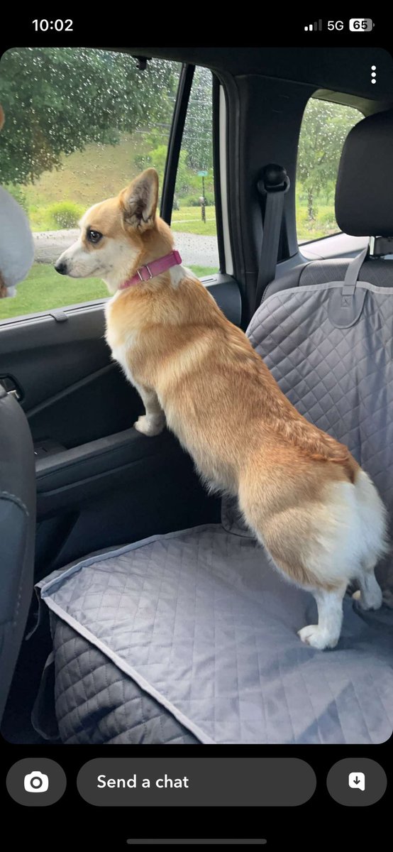 Candi_Corgi's tweet photo. Let’s take a ride!! #CorgiCrew https://t.co/x8JrEtnYFo