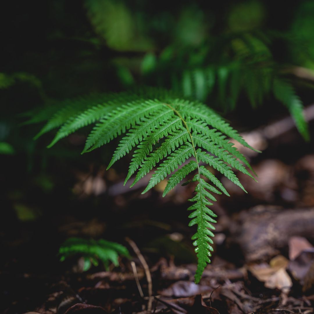 RFR_AU's tweet image. Every $10 can help protect two square meters of #rainforest habitat and every $12.50 helps to grow, plant, and maintain one native tree for two years 💚.

Your #CryptoDonation can make a BIG difference: rainforestrescue.org.au/donate-crypto

📷: Martin Stringer