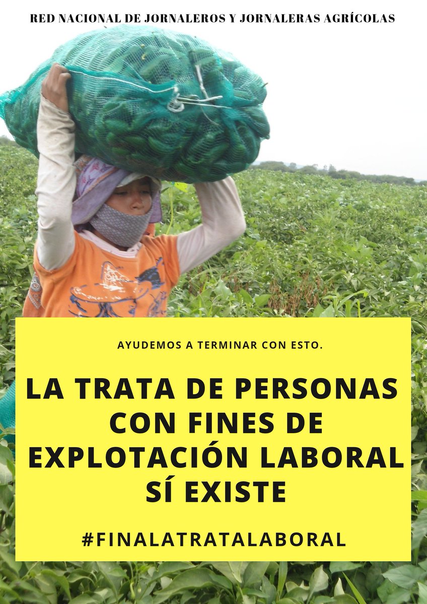 RAgricolas's tweet photo. La #TrataLaboral en los campos agrícolas es un delito que tiene como principales víctimas a mujeres y hombres de contextos rurales e indígenas, pero también afecta a niñas, niños, adolescentes, jóvenes, personas jornaleras con discapacidad y LGBTIQ+. https://t.co/8xOEhhXqlm