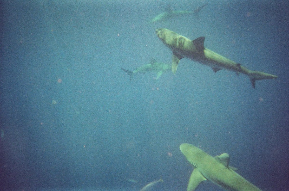 Kany0n's tweet photo. First time shooting film underwater. Captured this beautiful 8-9ft galapagos shark that was curiously circling us a few miles off of North Shore, Oahu. Free diving with sea puppies is always incredibly humbling. https://t.co/lgPty9aOiR