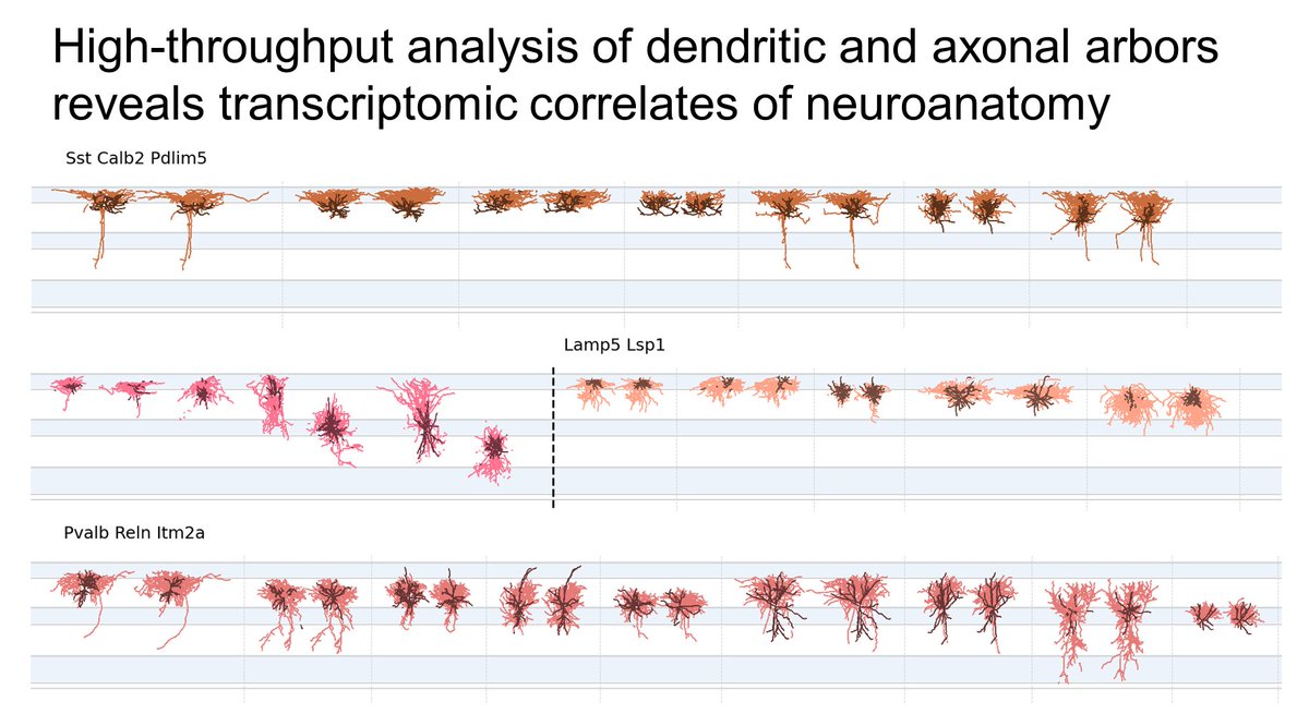 AllenInstitute's tweet photo. Out now in @NatureComms | "High-throughput analysis of dendrite and axonal arbors reveals transcriptomic correlates of neuroanatomy"

🔗 https://t.co/fQN0l5wPbd https://t.co/xIRnfzmVIA