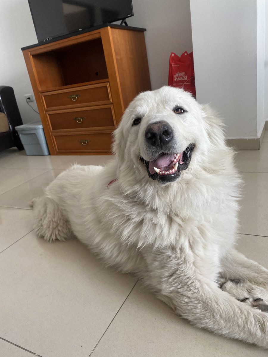 Diego Benítez Concha tweet media